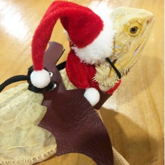 Lizard Crawling Pet Out Christmas Dress Up, Specification: Hat+Scarf+Traction Rope