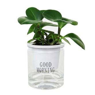 10 PCS Automatic Water Absorption Hydroponic Pot Succulent Plant Flower Pot, Style:Transparent With Words